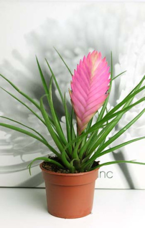 Растение Тилансия Р9 (ФГ)