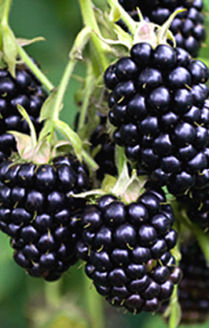 Саженец ежевики Агавам, ОКС (ИП Кухарчук Александр Иванович)