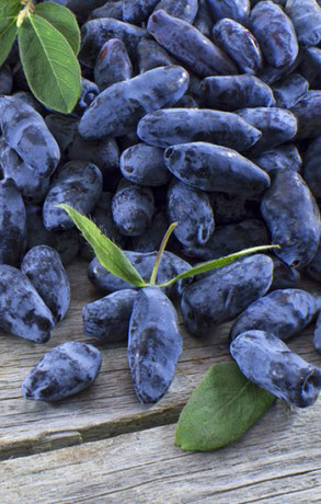 Саженец жимолости Бакчарский великан, ОКС (К)