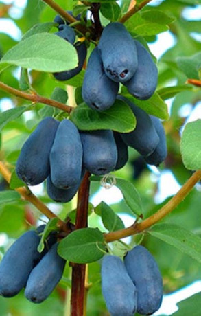 Саженец жимолости Синяя птица, ОКС (К)