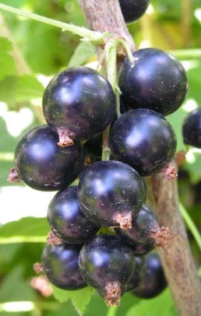 Саженец смородины черной Волшебница, ОКС (К)