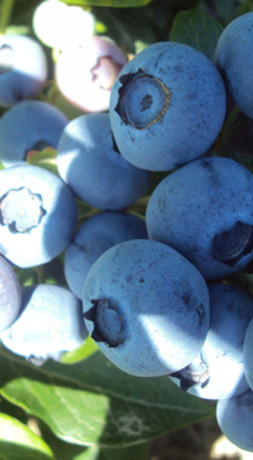 Саженец голубики Эллиот в конт. С2, 2 года (С)