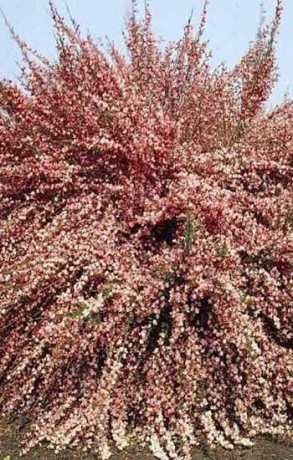 Саженец Ракитник Zeelandia (Зеландия) в конт. С2  60-65см.