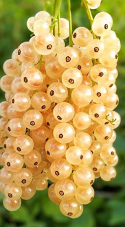 Саженец смородины белой Десертная, ОКС (К)