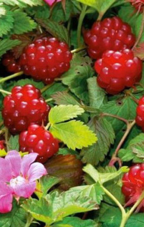 Саженец княженики садовой Пима в конт. Р9, 1года (КП)