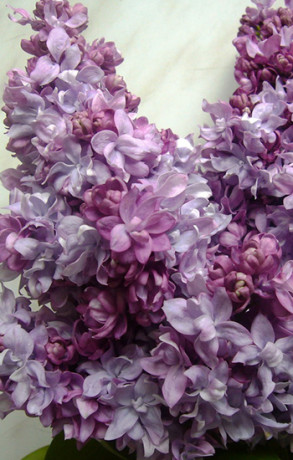 Саженец сирени Маршал Малиновский в конт. С2 (Коллекция Русская сирень)(п)