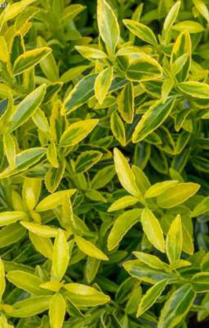 Саженец Бересклет японский Micr. Aureovariegatus (Микрофиллус Ауреовариегатус) в конт. С2  35-40см.