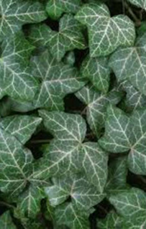 Саженец Плющ обыкновенный в конт. С2  50см.