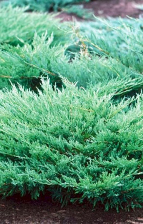 Саженец Можжевельник чешуйчатый Blue Compact (Блю Компакт)в конт. С5  40-50cм.