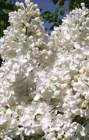 Саженец сирени Татьяна Полякова в конт. С2 (Коллекция Русская сирень)(п)