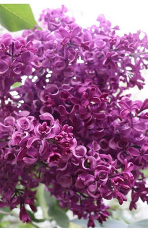 Саженец сирени Бесконечность в конт. С2 (Коллекция Русская сирень)(п)