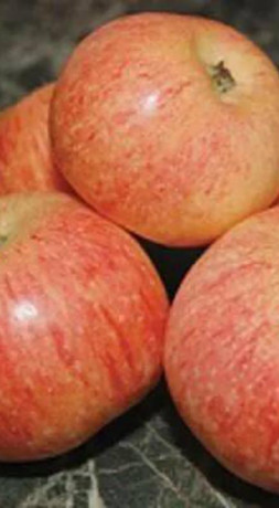 Саженец яблони Конфетное в контейнере (СП)