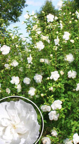 Саженец гибискуса Вайт Шифон в конт. С2 (НС)