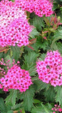 Саженец спиреи японской Криспа в конт. С2 (НС)