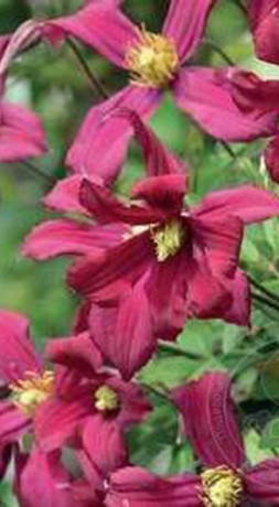 Саженец клематиса Строуберри Филдс (Strawberry Fields) в конт. С2 (Новатор Сад КХ)