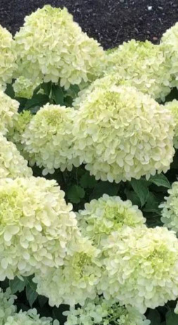 Саженец гортензии метельчатой Саммер Бриз (Summer Breeze) в конт. С2 (СТА)