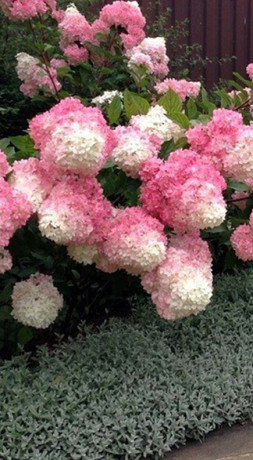 Саженец гортензии метельчатой Ванила фрейзи (Vanille Fraise) в конт. С2 (СТА)