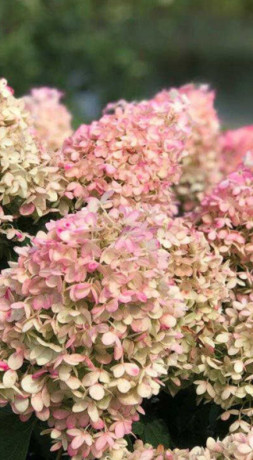 Саженец гортензии метельчатой Пинкачу (Pinkachu) в конт. С2 (СТА)