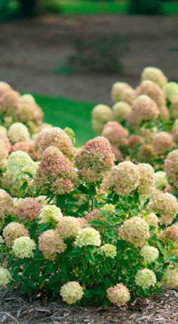 Саженец гортензии метельчатой Литтл Лайм (Little Lime) в конт. С2 (СТА)