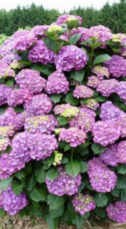 Саженец гортензии крупнолистной Мася в конт. С3 (Новатор Сад КХ)