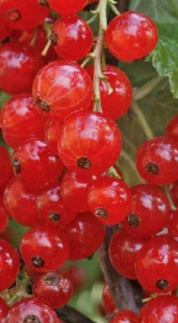 Саженец смородины красной Коралловая, 2 года, ОКС (П)