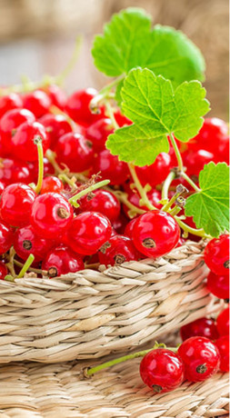 Саженец смородины красной Константиновская, 2 года, ОКС (П)