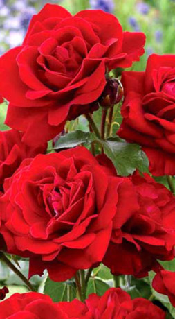 Розы саженцы флорибунда Red Diadem