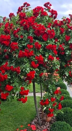 Розы саженцы на штамбе Red Det