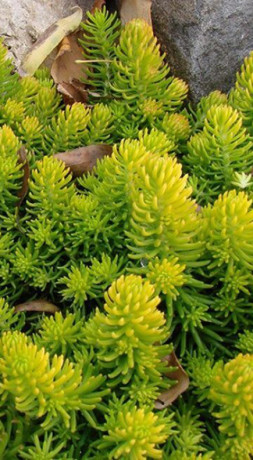 Растение Седум (очиток) Ангелина в конт. Р9