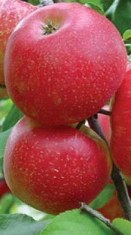 Саженец яблони Ханий Крисп, ОКС (КФХ 
