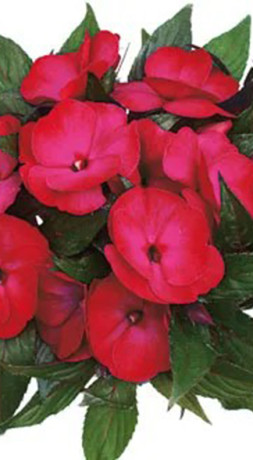 Рассада бальзамина Новогвинейский в ассортименте, в конт. Р9 (ПП Полесье СООО)