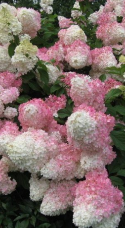 Саженец гортензии метельчатой Пинк энд Роуз (Pink & Rose) в конт. Р9 (СвитаТрансАвто ООО)