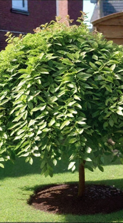 Саженец ивы козьей Килмарнок (Kilmarnock) на штамбе 120см.С5 (Зеленый горизонт ФХ)