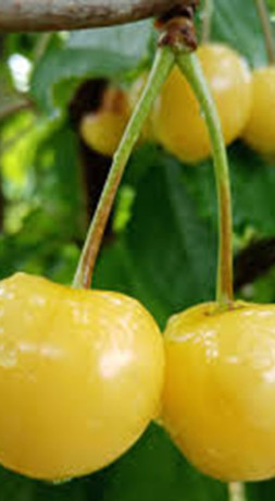 Саженец черешни Белица в контейнере (КФХ 