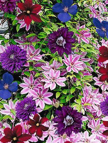 Саженец клематиса в ассортименте в конт. P12 (ЗГ)