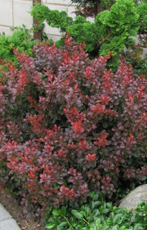Саженец барбариса тунберга ATROPURPUREA NANA в конт. С2 (Зеленый горизонт ФХ)