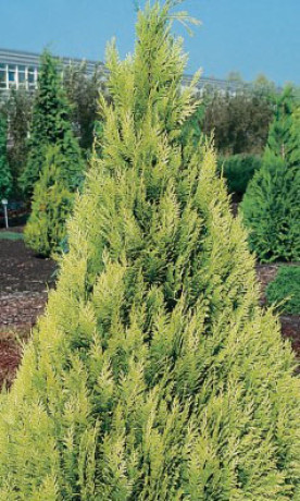 Саженец кипарисовика Ивоне в конт. С5 (НС)