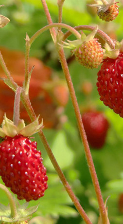 Рассада земляники ремонтантной Мигнонетт в конт. Р9 (Зеленый горизонт ФХ)