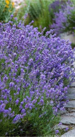Саженец лаванды декоративной Английская в конт. Р2 (ФХ 