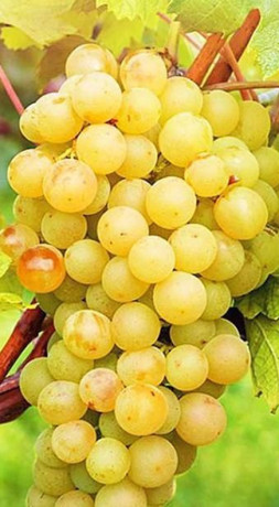 Саженец винограда Талисман в конт. С2 (КФХ 