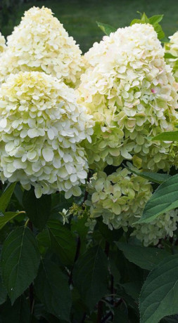 Саженец гортензии метельчатой Мэджикал Маттерхорн в конт. С5 (НС)