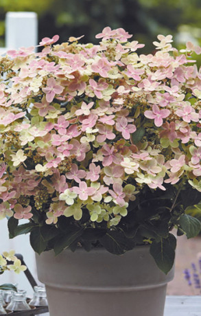 Саженец гортензии метельчатой Полестар в конт. С5 (НС)