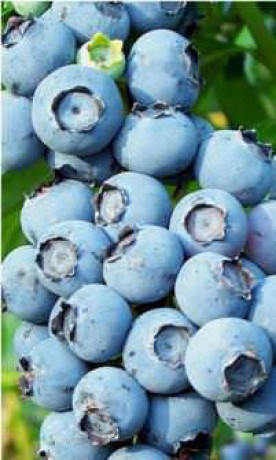 Саженец голубики Блюголд в конт. С2 (ПолесьеЦентр ООО)