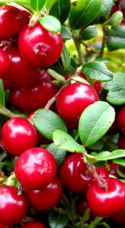 Саженец брусники садовой Ред Перл в конт. Р9, 2 год (КП)