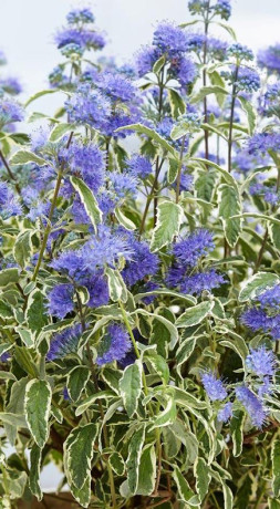 Саженец кариоптериса Уайт Сюрпрайз (White Surprise) в конт. С5 (Новатор Сад КХ)