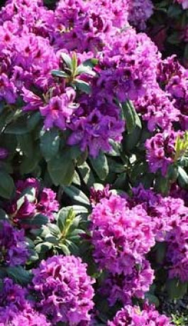 Саженец рододендрона Распутин в конт. С5 (Новатор Сад КХ)