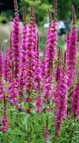 Саженец дербенника иволистного Блаш в конт. Р9 (КХ 