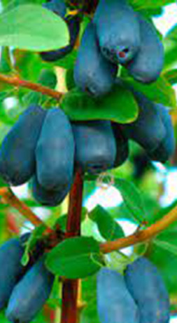 Саженец жимолости Бореал Близард в конт. Р9 (Ягодка КФХ)