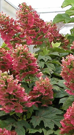 Саженец гортензии метельчатой Руби (Ruby) в конт. Р9 (ДР)
