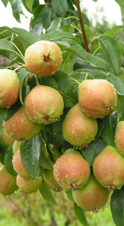 Саженец груши Прекраса, ОКС (НС)